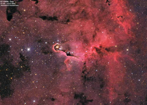 IC1396A der Elefantenrüsselnebel im Cepheus